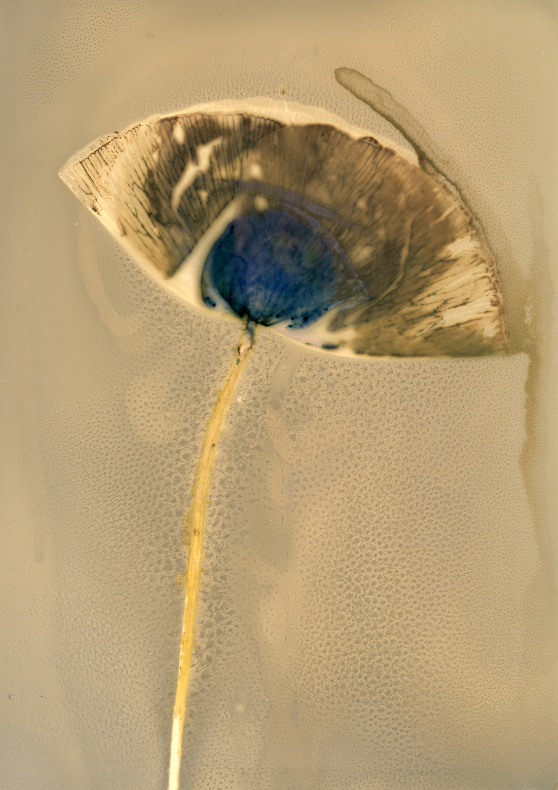 Lumen flowers