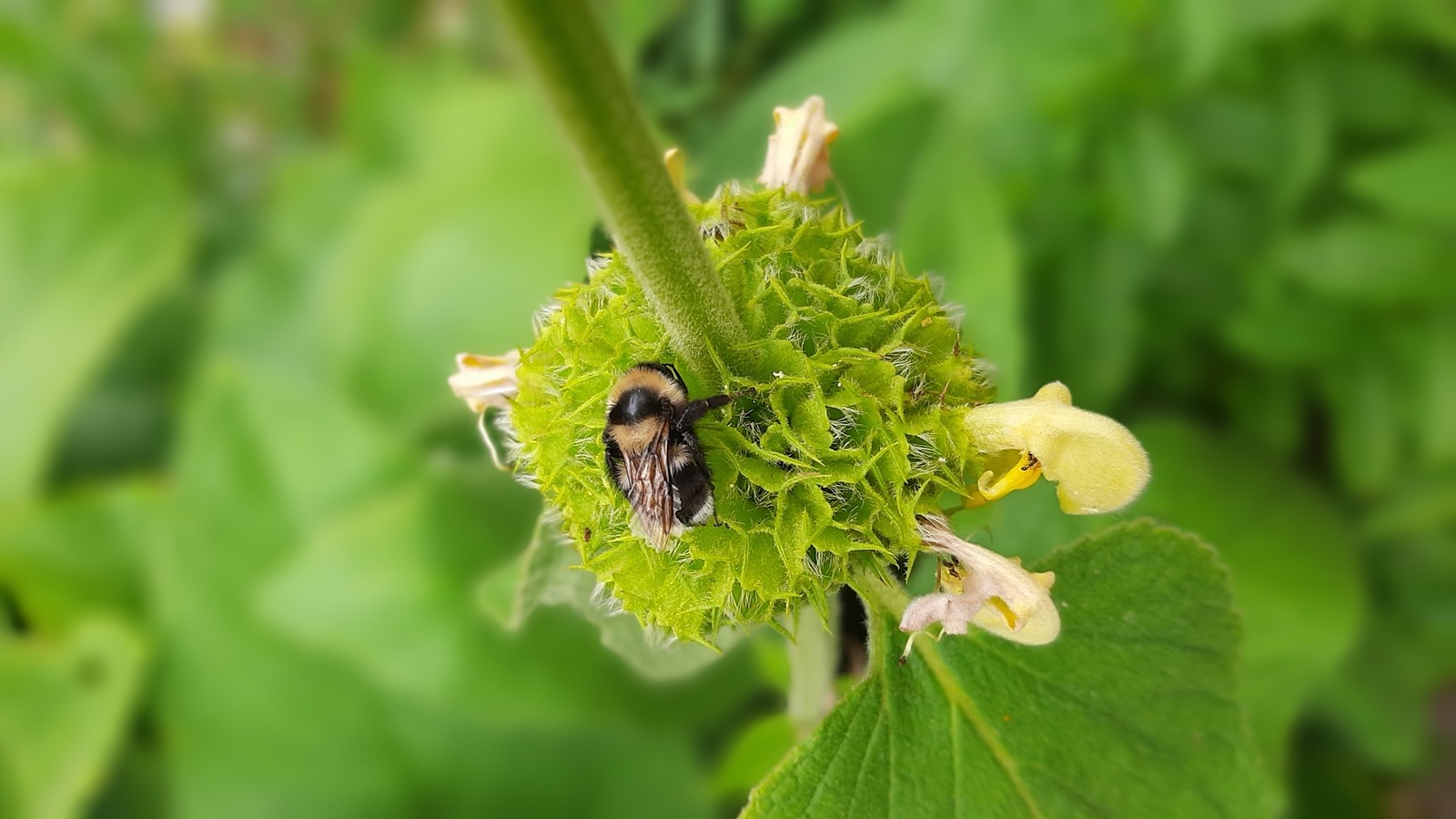 Scopriamo e fotografiamo gli insetti